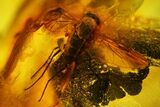 Four Fossil Flies (Diptera) In Baltic Amber #150738-3